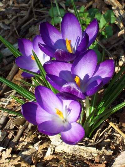 crocus