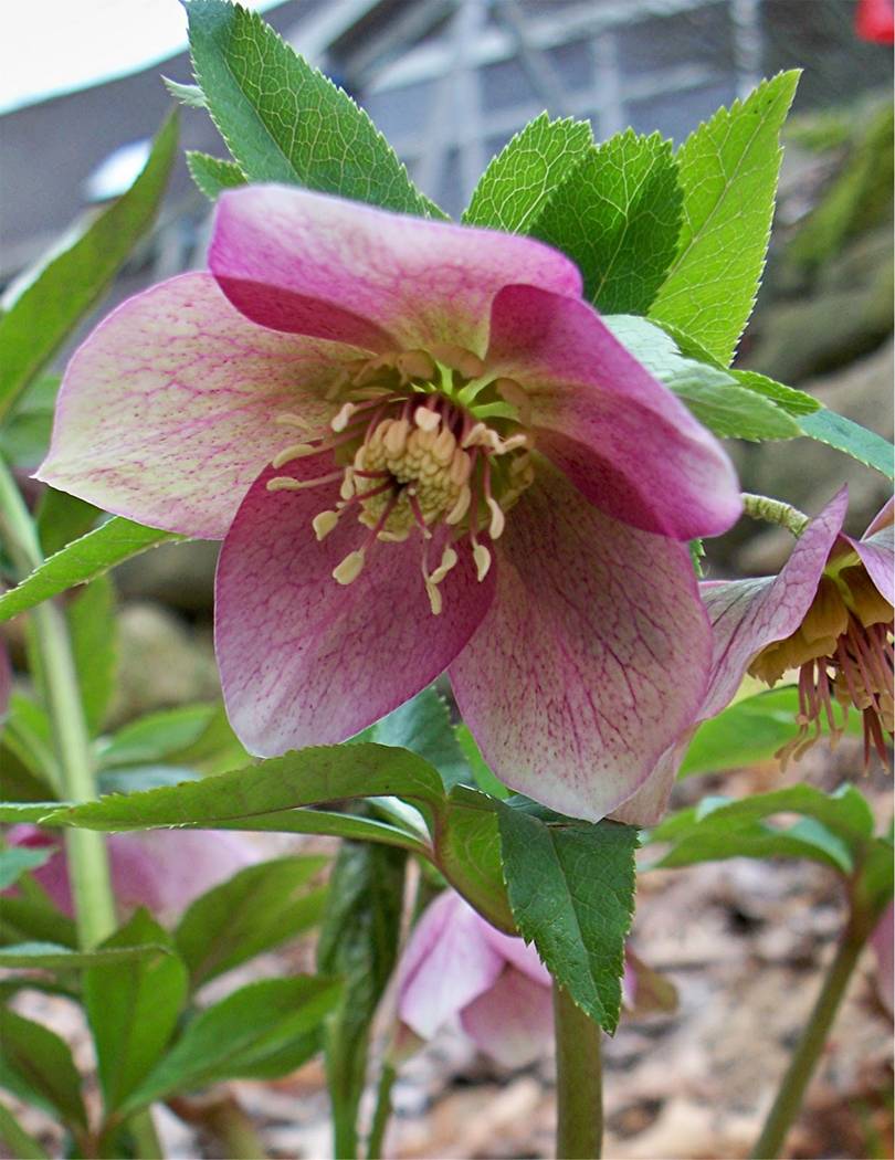 hellebore pink