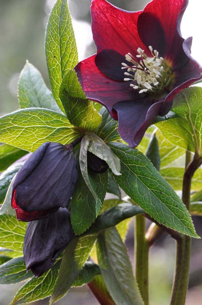 hellebore red