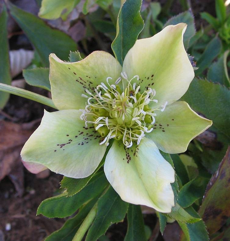 hellebore white