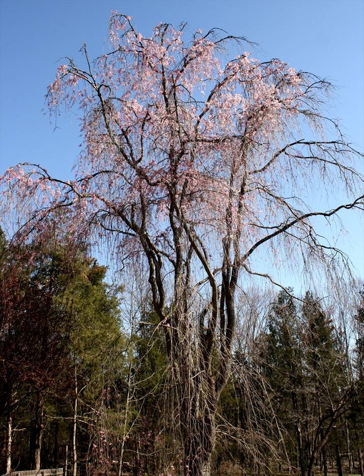 tree blossoms